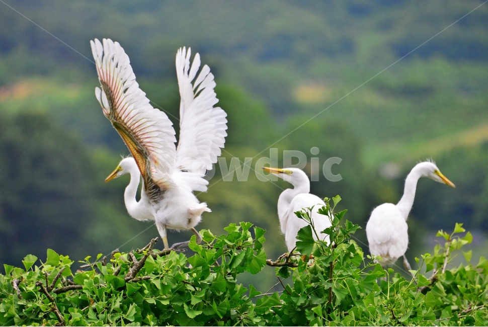 animal,동물,bird,새,egret,백로,백로육추,육추,waterfowl,물새,stork,황새,동물,animal,조류,새,birds