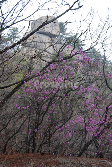 수락산,치마바위,남양주,철쭉,꽃,자연의위대함,등산로,능선,아름다움,신비스런산,돌,산행,힐링,자연,감성,등산,계절,여행,한국,한국명산,한국등산,풍경,눈,나무,하늘,바람,바람소리,환경,생태계,산,땅,자연,풍경,nature,landscape,한국자연풍경,한국자연경관,korea nature landscape,plant,식물