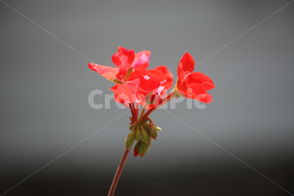 제라늄,천축규,향엽,꽃,geranium