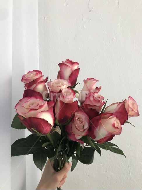 꽃,장미,예쁜장미,예쁜꽃,rose,flower