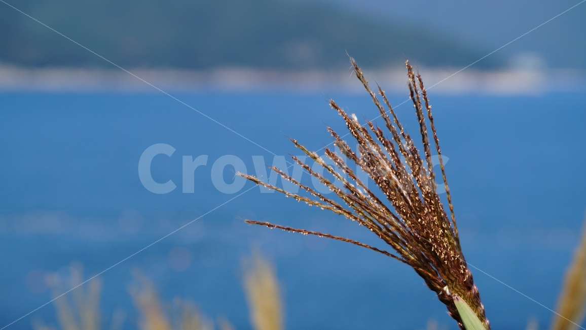 가을,갈대,억새풀,자연,바람,가을,계절,fall,autumn,season,식물,자연,plants,nature,plant,grass,잔디