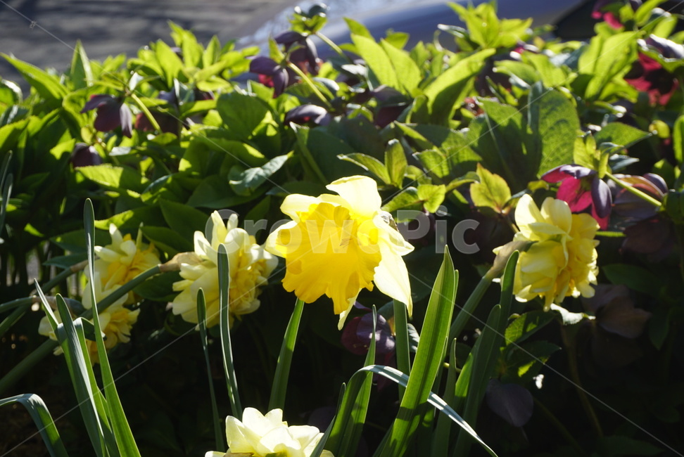 꽃,봄,식물,햇살,자연,식물,자연,plants,nature,꽃,flower