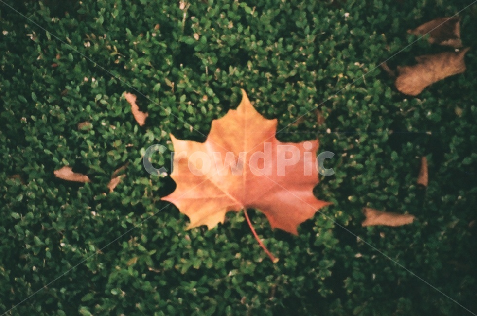 가을,낙엽,갈색,나뭇잎,필름사진,가을,계절,fall,autumn,season,감성,sensible,feeling,plant,식물,leaf,잎,tree,나무
