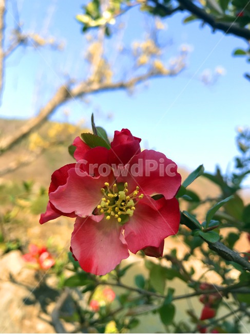 봄꽃,꽃,flower,명자나무,명자꽃