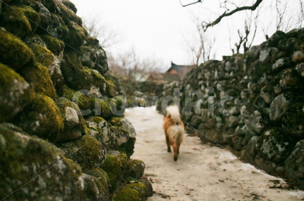 돌담,강아지,마을,시골,필름사진,시골,마을,풍경,landscape,country,rural,town,동물,animal,포유류,mammal,개,강아지,dog,doggy,감성,sensible,feeling