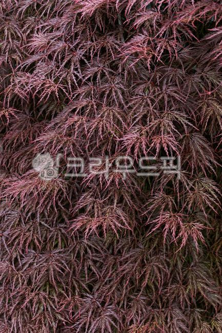 horticultural species,peacock maple tree,nature,tree,leaf,peacock maple,Red,red,Maple leaf,three rows of maple leaves,Maple tree,plant,maple,Maple