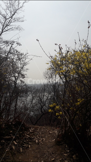 한강,봄,개나리,따스한,아름다움,봄,계절,spring,season,자연,풍경,nature,landscape,outdoors,옥외