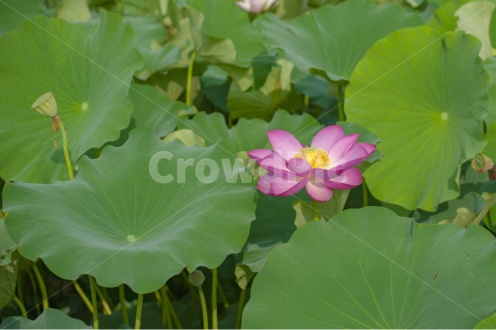 연꽃,연잎,연못,홍련,핑크,녹색,연꽃밭,식물,자연,plants,nature,꽃,flower