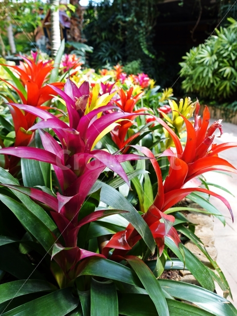 파인애플,잎,식물,파인애플꽃,꽃,열대,pineapple,leaf,plants,flower,colorful,컬러풀,녹색,그린,green,purpple,보라색,보라,red,yellow,빨간색,노란색,이색적인,예쁜,beautiful,밝은,식물,자연,plants,nature,꽃,flower