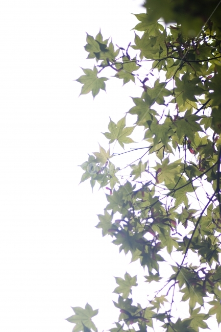 단풍,역광,나무,나뭇잎,여름,식물,자연,plants,nature