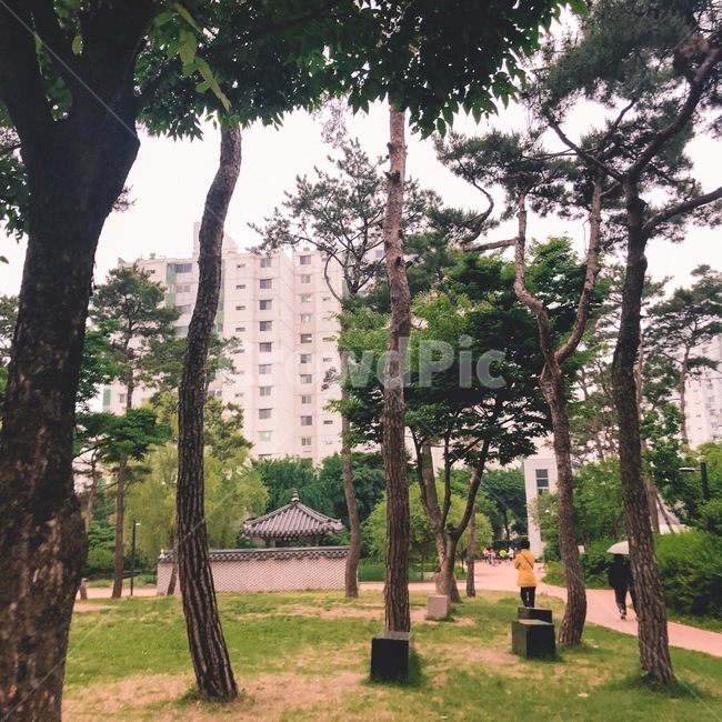 나무사이,흐린날,공원,감성,여름