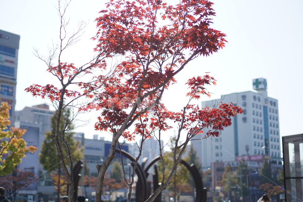 나무,단풍,잎,tree,maple,plant,식물,가을,계절,fall,autumn,season