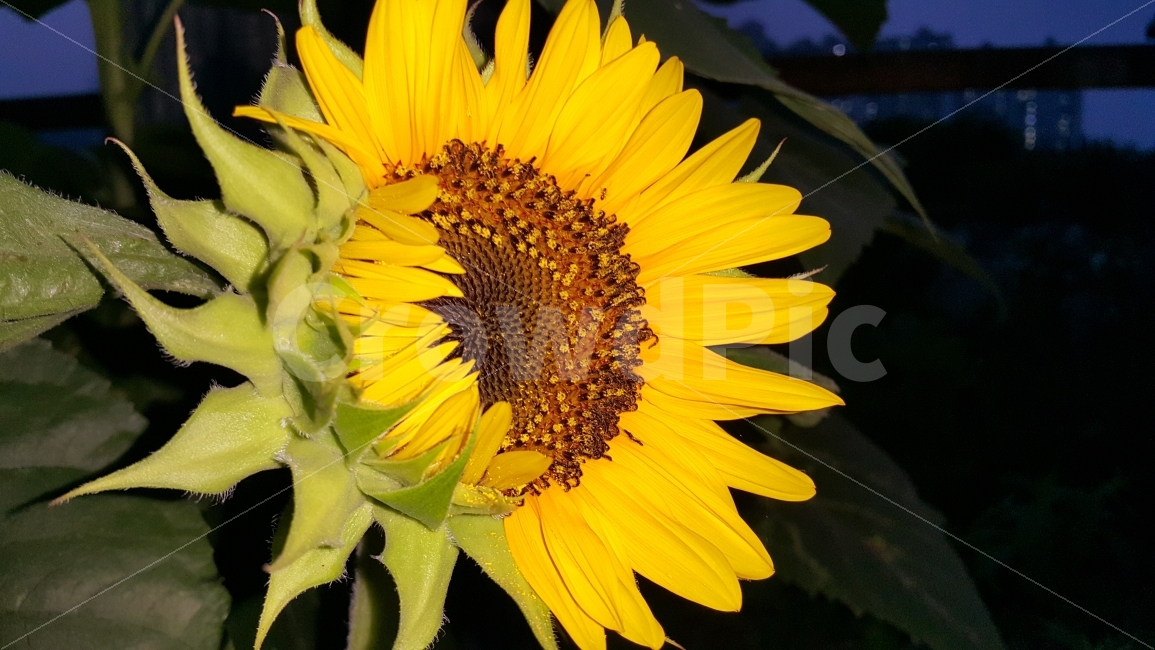 해바라기,sunflower,꽃,플라워,flower,식물,plant,plants,야경,자연,nature,nightview,nightscene,nightscape,여름꽃,summerflowers,blossom,여름,계절,summer,season,야경,밤,풍경,nightscape,night,landscape,식물,자연,plants,nature,꽃,flower,plant,blossom