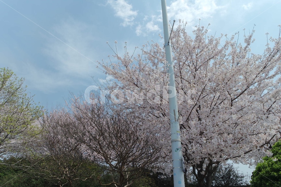 봄,벚꽃,하늘,봄풍경,벚꽃나무,봄,계절,spring,season