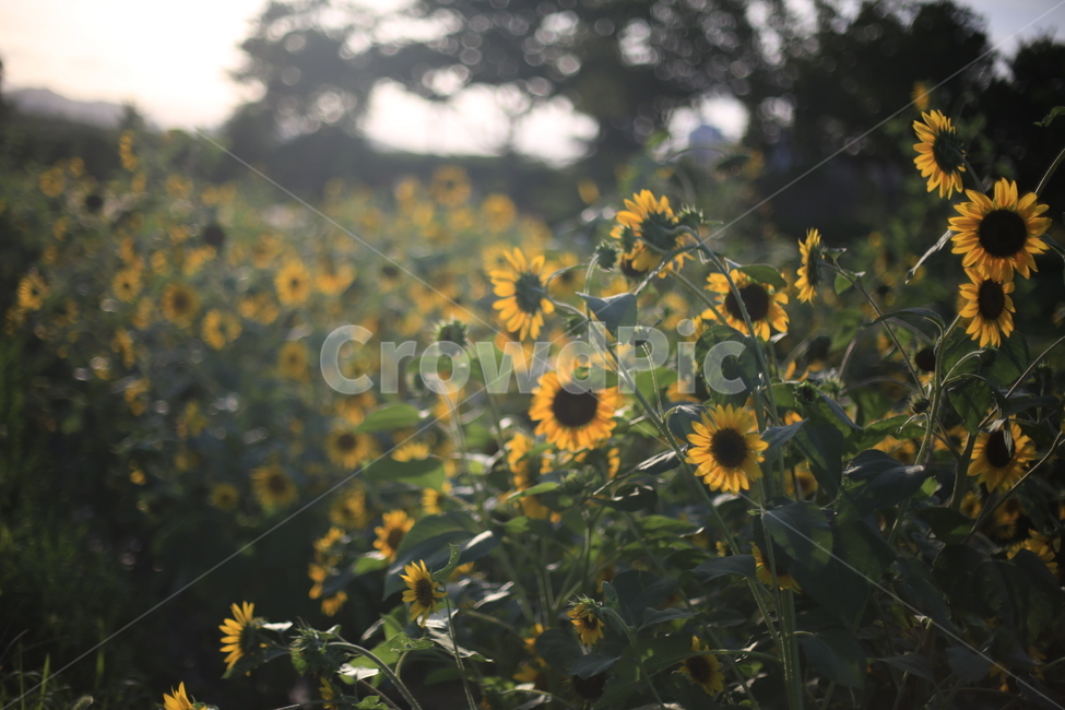 여름,해바라기,노을,플레어,역광,실루엣,식물,자연,plants,nature,꽃,flower