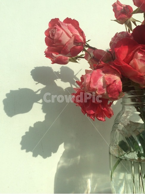 꽃,자연,식물,flower,nature