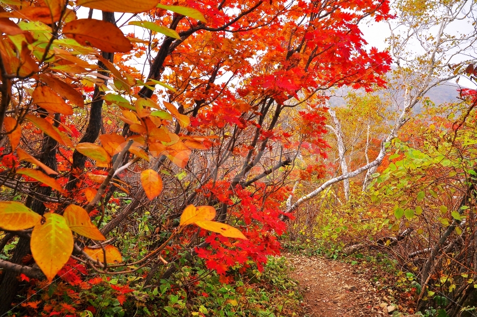 가을,설악산,국립공원,단풍,시즌,계절,단풍잎,leaf,season,maple,시안,디자인,디자이너,출판,편집,책자,서적,사보,카다로그,콘텐츠,리플렛,브로셔,모바일,팝업,전단,광고,색감,칼라풀,아름다운,뷰티풀,beautiful,sns,ebook,웹,마케팅,마켓팅,느낌,서정,나뭇,봉우리,능선,찬란한,화려한,mountain,autumn,fall,red,colorful,emotion,feeling,10월,그림같은,힐링,알록달록,울긋불긋,자연,식물,숲,산,명소,절경,산행,등산,관광,절정,빨강,노랑,초록,가을산,풍경,길,오솔길,호젓한,숲길,인적없는,가을,계절,fall,autumn,season,자연,풍경,nature,landscape,한국자연풍경,한국자연경관,korea nature landscape,식물,plants,나무,trees,wood,plant,잎,tree