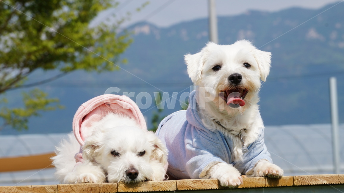 애견,반려견,강아지,도그,동물,동물,animal,포유류,mammal,개,강아지,dog,doggy