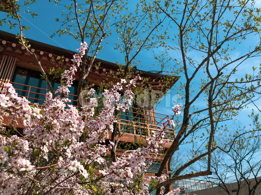 벚꽃,한옥,하늘,cherryblossom,korean