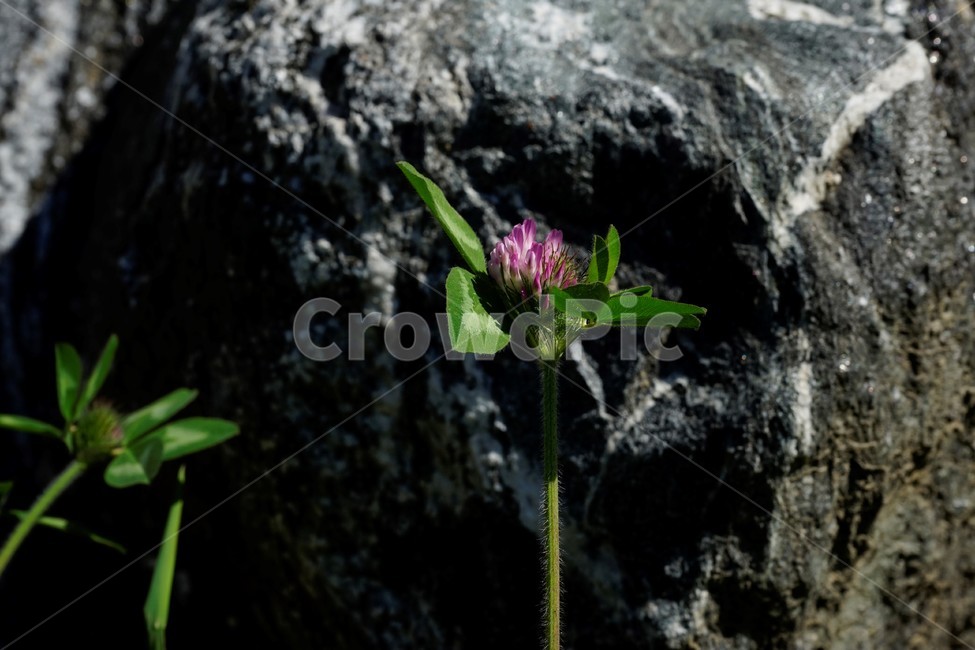토기풀,붉은토끼풀,귀화식물,풀,클로버,crimsonclover,grass,green,nature,plant