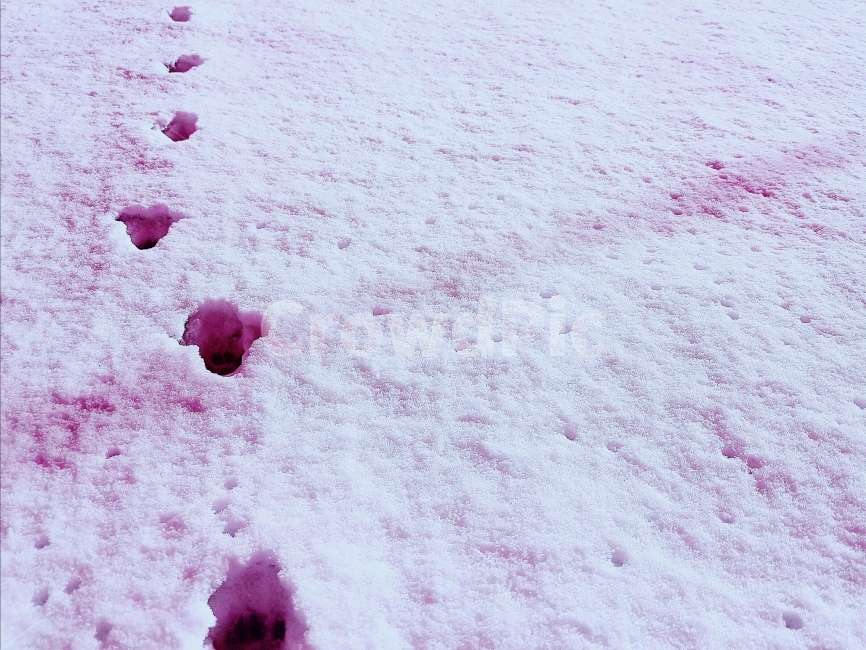 편안함,눈,고양이,발자국,분홍,시골,포근함,색감,일상,동물,자연,Rest,snow,cat,pink,footprint,country,cozy,meek,color,daily,animal,nature,겨울,계절,winter,season
