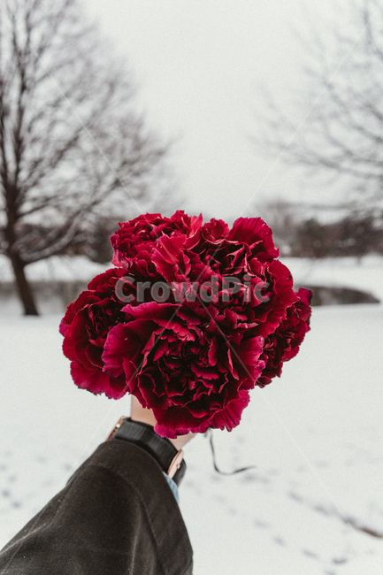 꽃,카네이션,빨간색,손,시계,패션,겨울,눈,나무,호수,연못,겨울,계절,winter,season,꽃,flower
