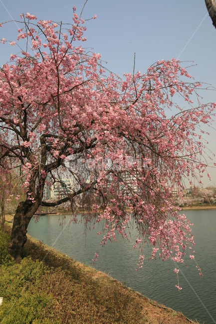 봄꽃,수양벚꽃,석촌호수,송파구,송파의꽃,식물,자연,plants,nature,꽃,flower,나무,trees,wood