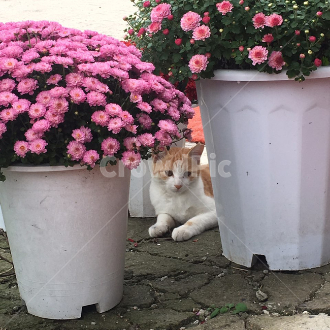 고양이,꽃,길고양이,냥이,cat,꽃,flower,동물,animal,포유류,mammal,고양이,cat,kitten,kitty
