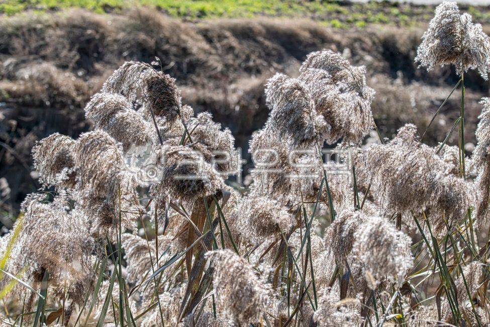 갈대,갈대이삭,갈목,갈대꽃,갈꽃,벼과,reed,식물,자연,초본,plants