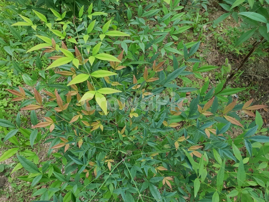식물,잎,초록이,힐링,숲,식물,자연,plants,nature