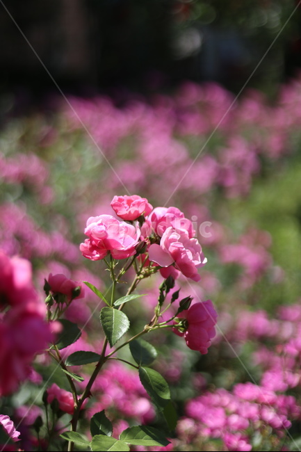장미꽃,장미,핑크,맑음,5월,풍경,중랑천,식물,자연,plants,nature,꽃,flower