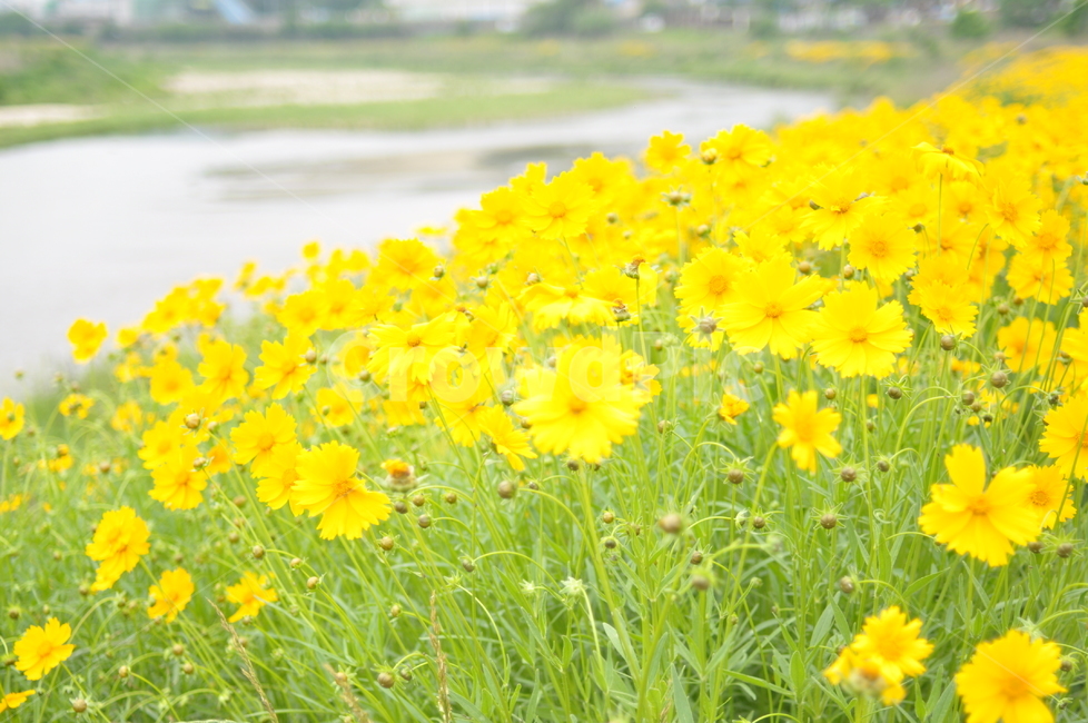 꽃,노랑,풍경,봄풍경,봄,봄,계절,spring,season,식물,자연,plants,nature,꽃,flower,field,들,grassland,목초지,outdoors,옥외