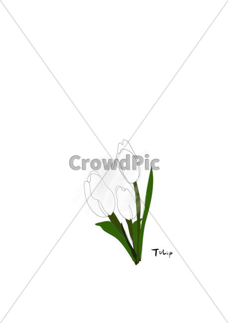화이트튤립,튤립일러스트,일러스트드로잉,꽃일러스트,꽃,flower,튤립이미지