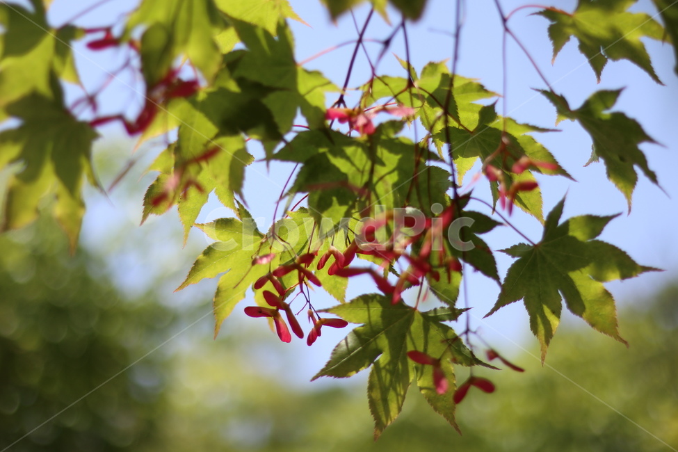 단풍나무,단풍씨앗,5월,빛,맑음,식물,자연,plants,nature
