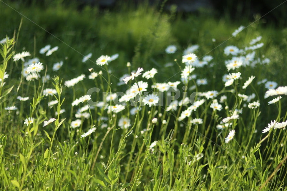 샤스타데이지,흰색,냇가,봄,빛,봄,계절,spring,season,식물,자연,plants,nature,꽃,flower,plant,blossom,daisy,데이지,daisies