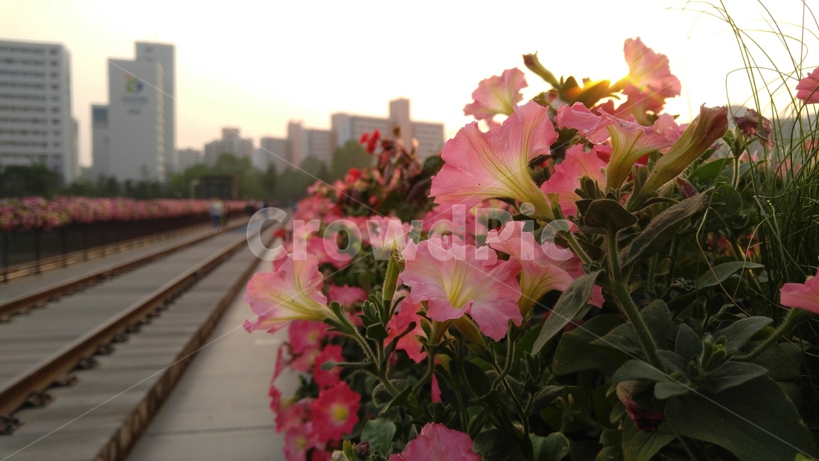 사피니아꽃,꽃,핑크색꽃,핑크,식물,감성,배경,safaniaflower,flower,pink,emotional,background,flant,bloom,floral