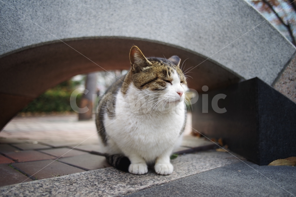 	고양이,길고양이,길냥이,애완동물,반려동물,생명,자연,야생,야생동물,야생고양이,미묘,미냥,cat,kitty,kitten,cute,lovely,adorable,pet,animal,street,streetcat,stray,straycat,wild,wildlife,wildcat,wildanimal,nature,natural,beauty,beautiful,동물,animal,포유류,mammal,고양이,cat,kitten,kitty