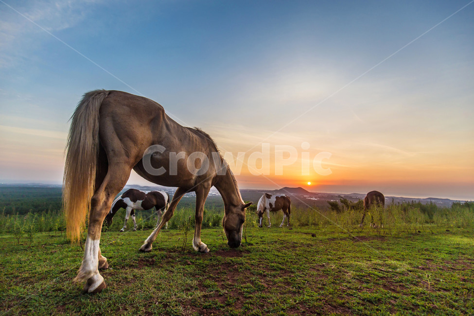제주도,자연,말,동물,일몰,해,꼬리,horse,rural,farm,방목,grazing,meadow,ranch,농장,풍경,오름,landscape,nature,문도지오름,야생,야생동물,먹이,풀뜯다,먹다,들,제주마,풍경배경,배경,일몰배경,제주도배경,동물,animal,포유류,mammal