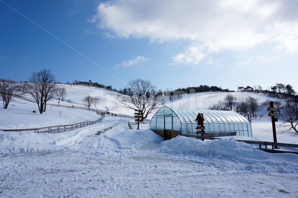 nature,자연,옥외,눈,ice,양떼목장,대관령,언덕,겨울,겨울,계절,winter,season,자연,풍경,nature,landscape,outdoors,rural,농촌,building,건물