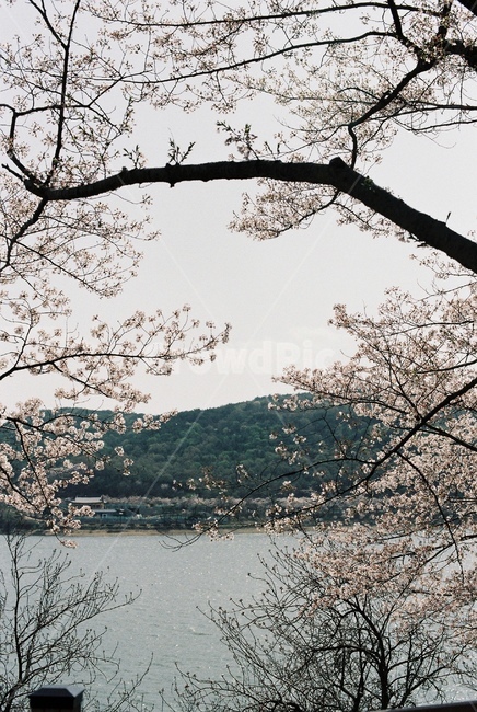 꽃,벚꽃,호수,자연,봄,필카,필름카메라,flower,peachblossom,lovely,daily,감성,봄,계절,spring,season,plant,식물,blossom,cherry blossom