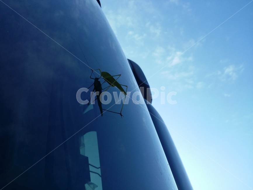 곤충,동물,하늘,구름,insect,곤충,벌레,insect,bug