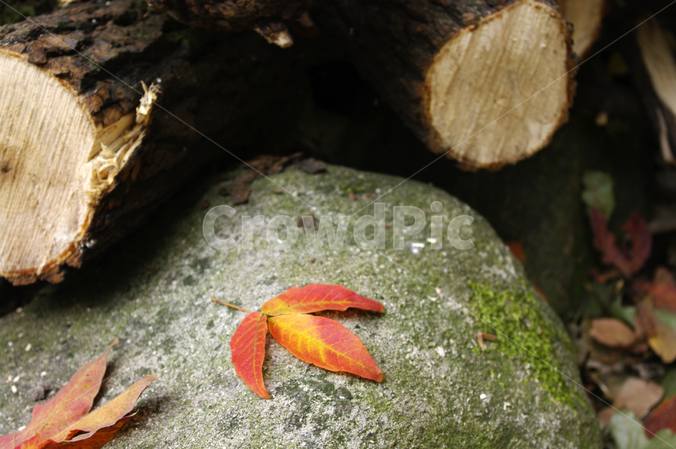 가을,fall,나무,식물,plant,단풍,잎,낙엽,장작,가을,계절,fall,autumn,season,나무,trees,wood,leaf