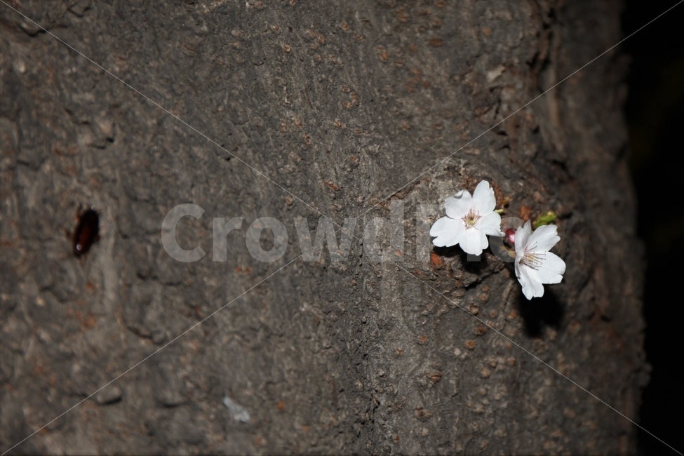 벚꽃,4월,여의도,야경,밤,식물,자연,plants,nature,봄,계절,spring,season,꽃,flower,plant,geranium,제라늄,blossom
