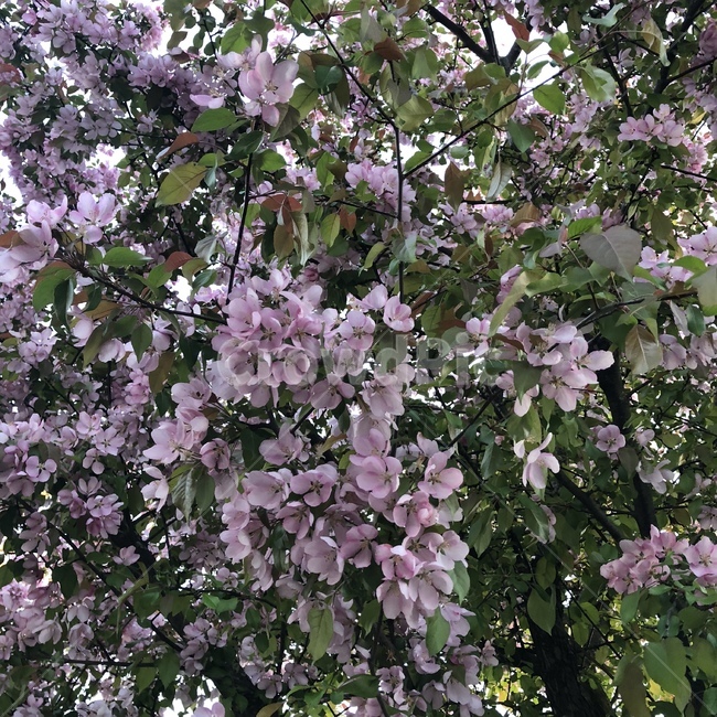 cherryblossom,벚꽃,flower,blossom,꽃,봄,spring,하늘,sky,구름,cloud,pink,green,skyblue,plant,식물,잎사귀,leaves,핑크색,초록색,하늘색,식물,자연,plants,nature,꽃,flower