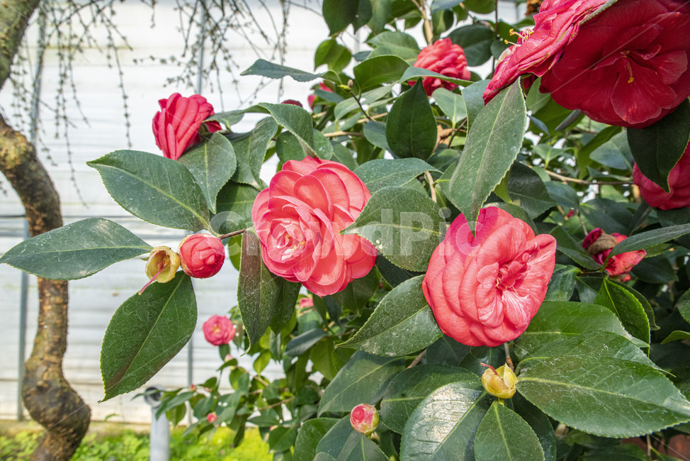 꽃,동백,겨울꽃,동백꽃,식물,이화원,식물원,꽃,flower