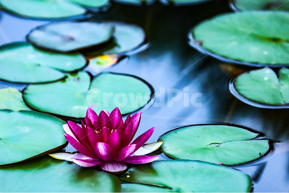 여름,꽃,연꽃,연잎,자연,힐링,식물,자연,plants,nature,꽃,flower
