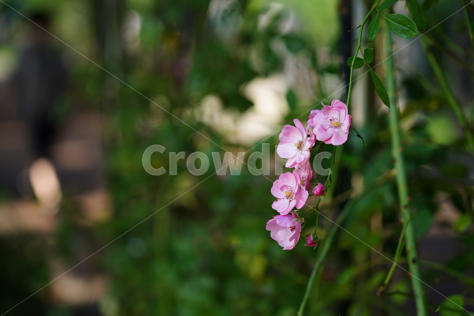 꽃,식물,생물,플라워,flower,plant,식물,자연,plants,nature,꽃,flower