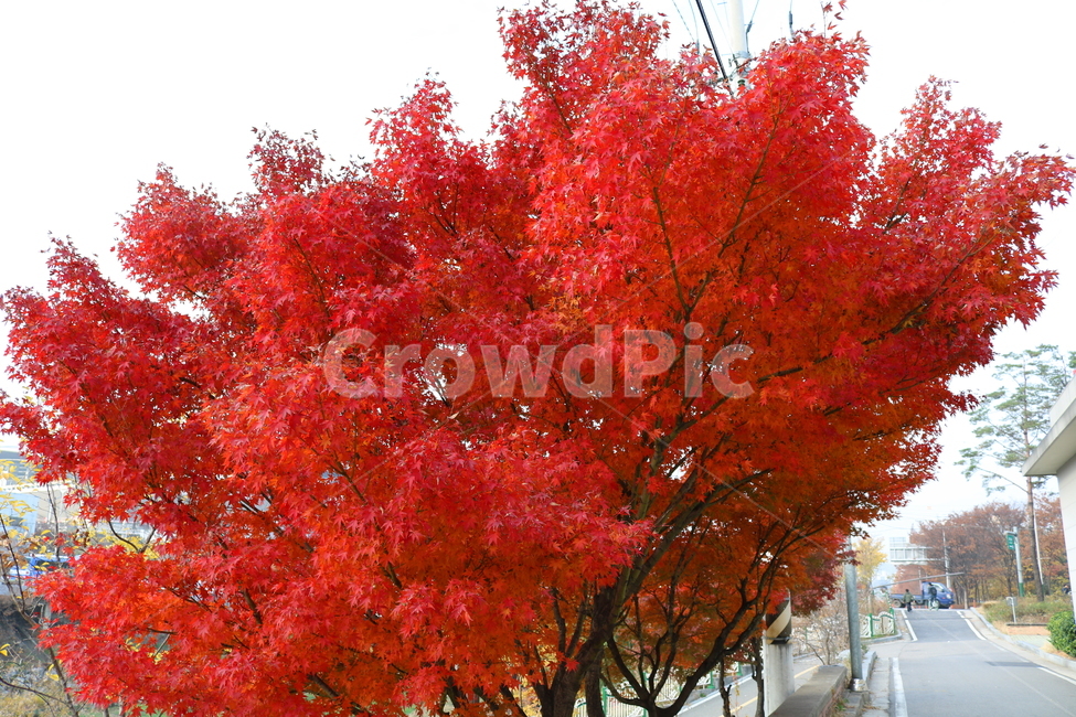 나무,단풍,단풍나무,식물,가을,자연,가을,계절,fall,autumn,season,식물,자연,plants,nature,나무,trees,wood,tree,plant,maple,leaf,잎