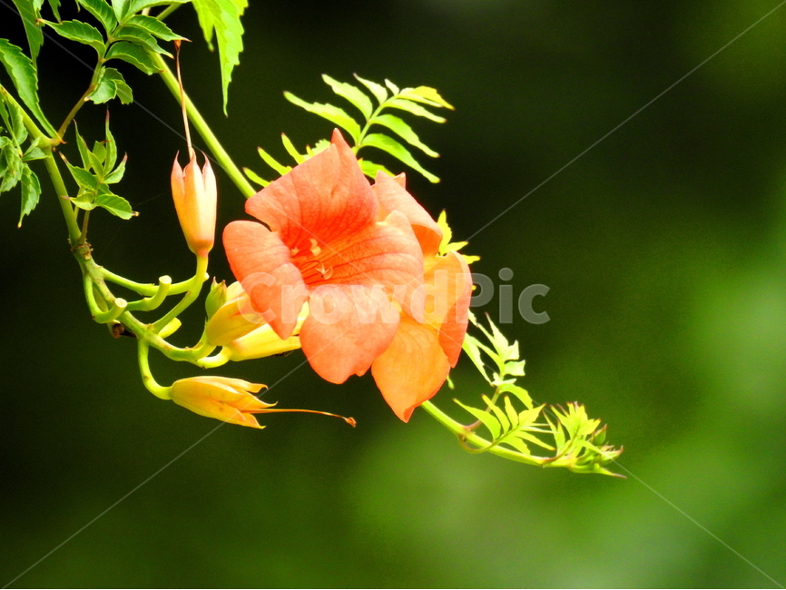꽃,식물,풍경,자연,계절,식물,자연,plants,nature,꽃,flower