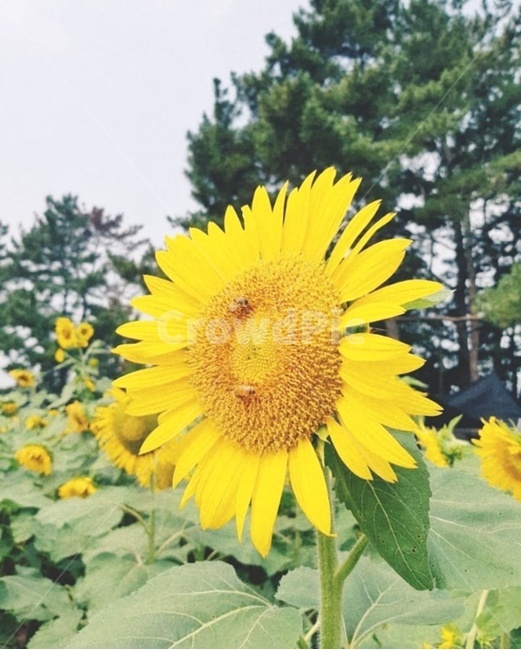해바라기,꽃,sunflower,flower,여름,감성,식물,자연,plants,nature,꽃,flower